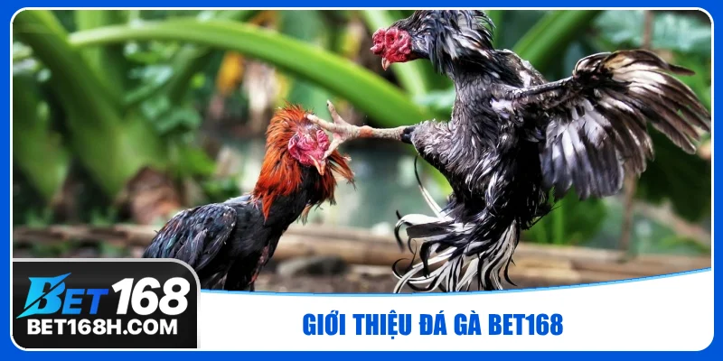 Chơi cá cược đá gà tại Bet168 với 300+ trận đấu hấp dẫn