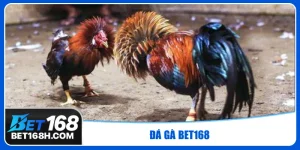 đá gà Bet168