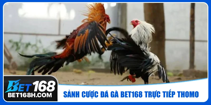 Tất cả trận đá gà Bet168 đều được phát trực tiếp từ trường gà lớn nhất
